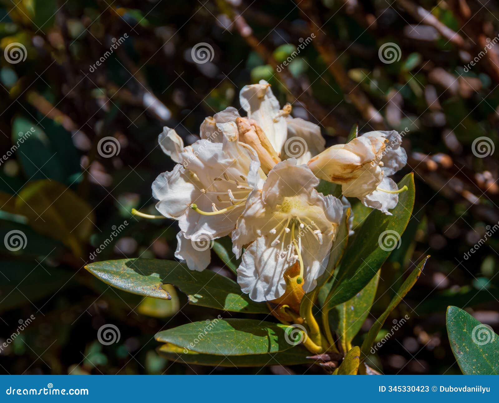 blooming alpine rhododendrons against the backdrop of unmelting snow in alpine meadows create a unique contrast of nature