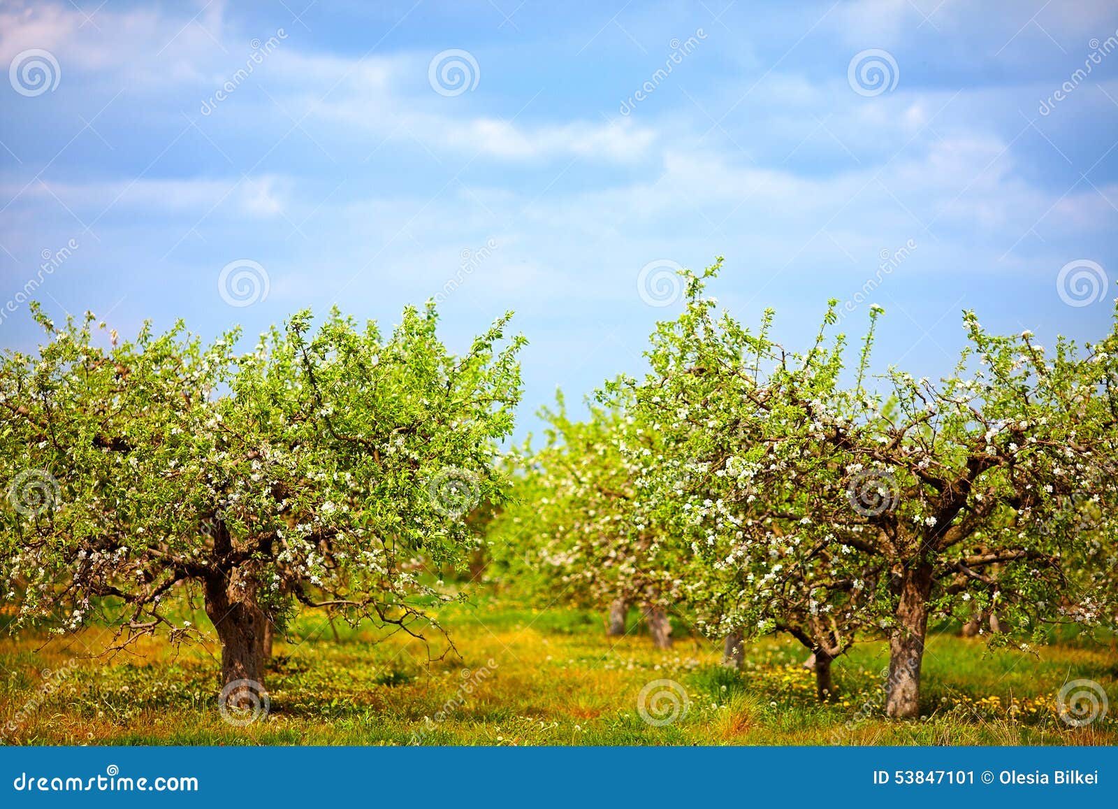 Blooming Apple Garden, Spring Countryside Stock Image Image of