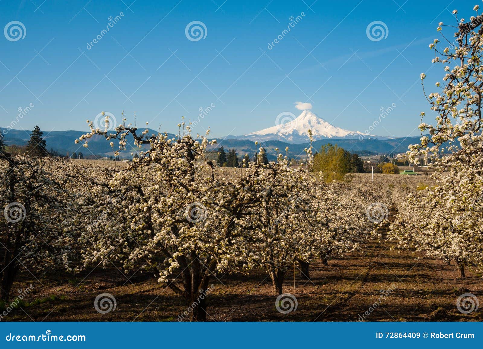 Blooming Apple Orchards in the Hood River Valley, Oregon Stock Image