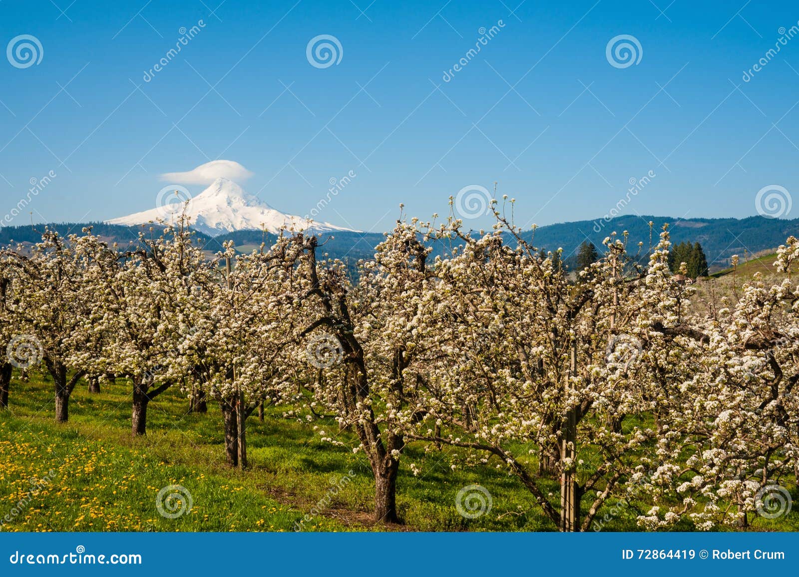 Blooming Apple Orchards in the Hood River Valley, Oregon Stock Image