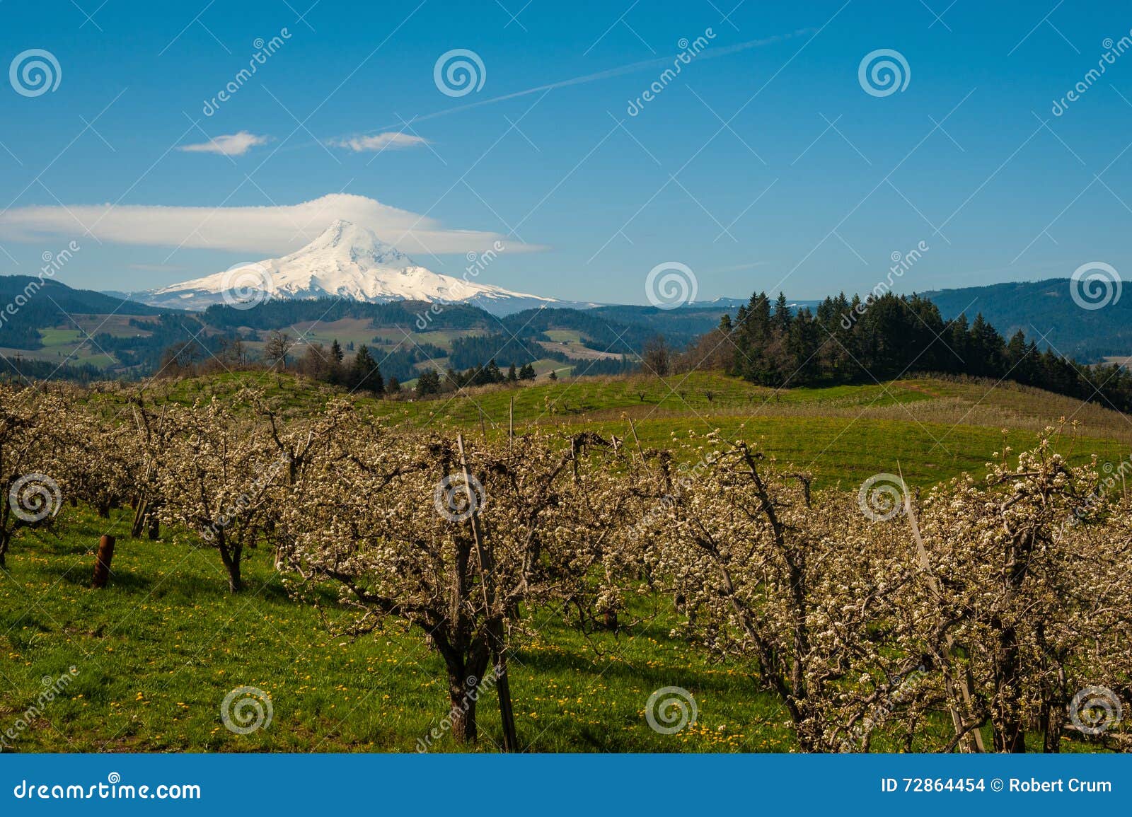 Blooming Apple Orchards in the Hood River Valley, Oregon Stock Photo