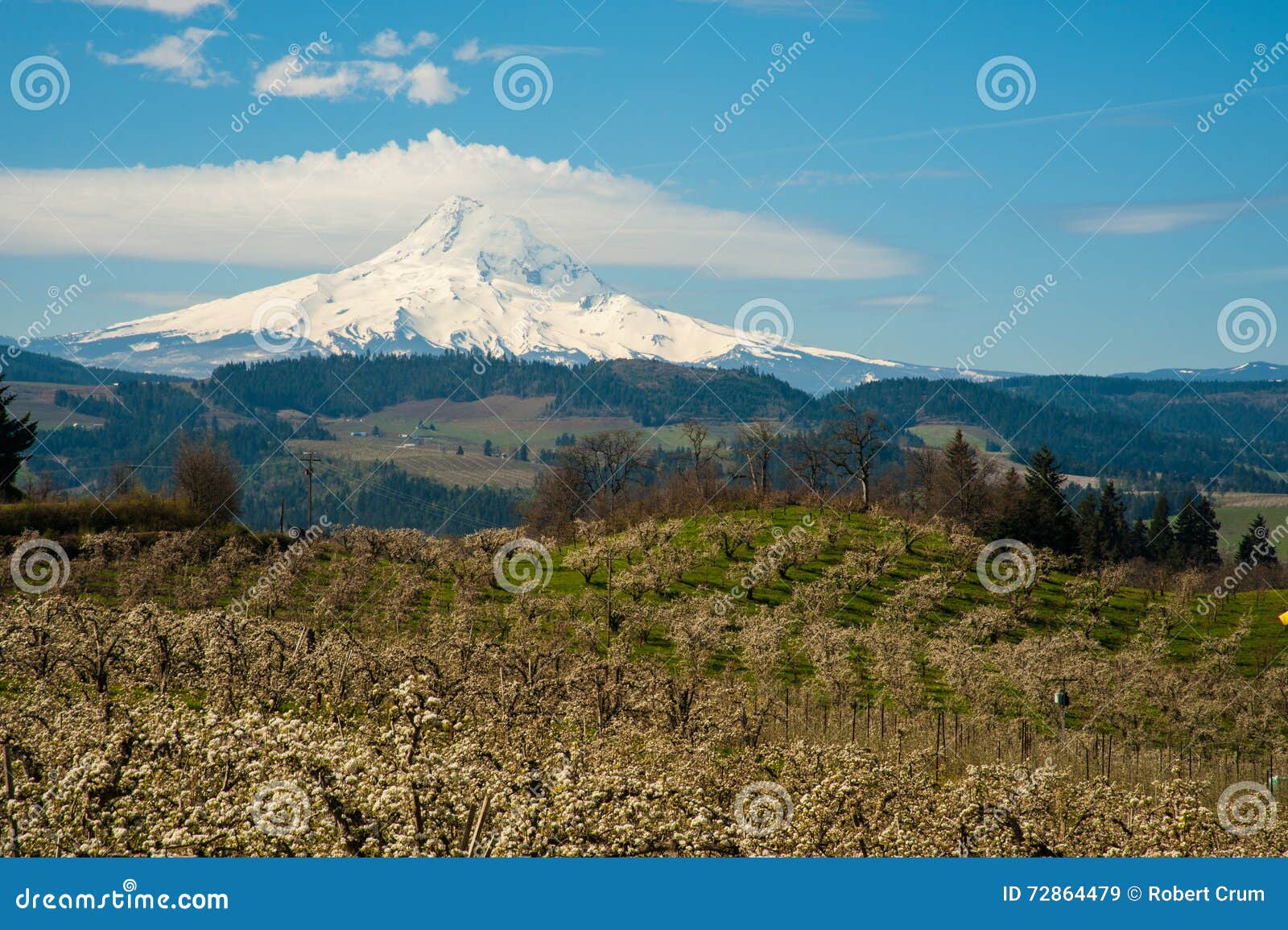Blooming Apple Orchards in the Hood River Valley, Oregon Stock Image