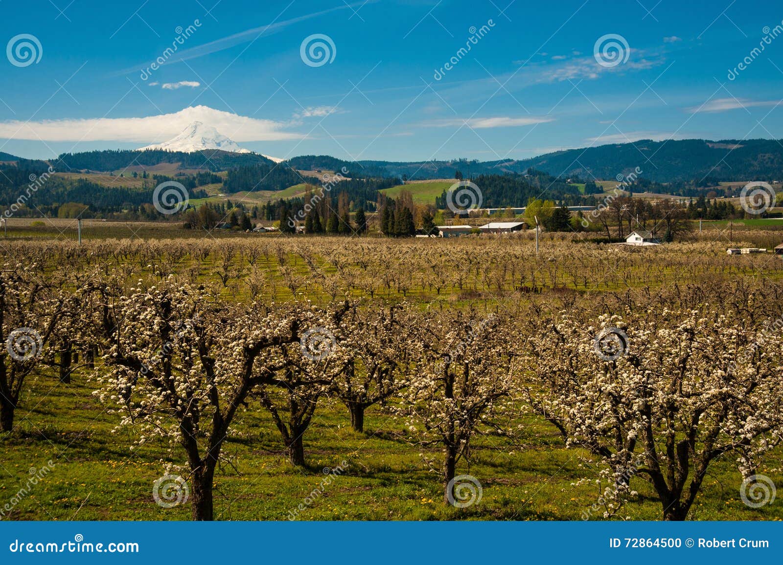 Blooming Apple Orchards in the Hood River Valley, Oregon Stock Photo