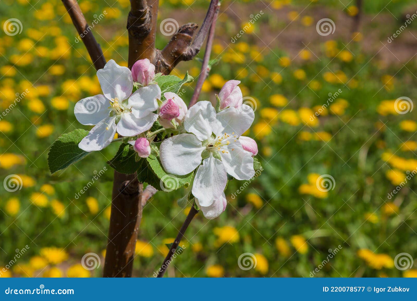 A Blooming Apple Tree on a Background of a Meadow Covered with Yellow