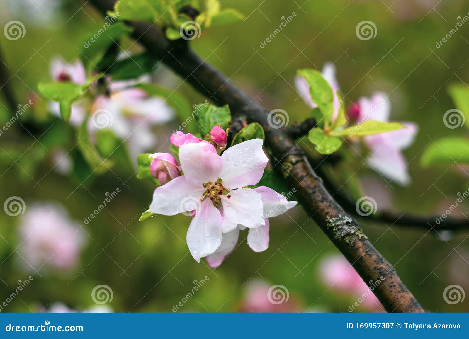 Blooming Apple Tree Branch Springtime Flower Background Blossom Garden Floral Wallpaper Stock Image Image Of Blossom Floral