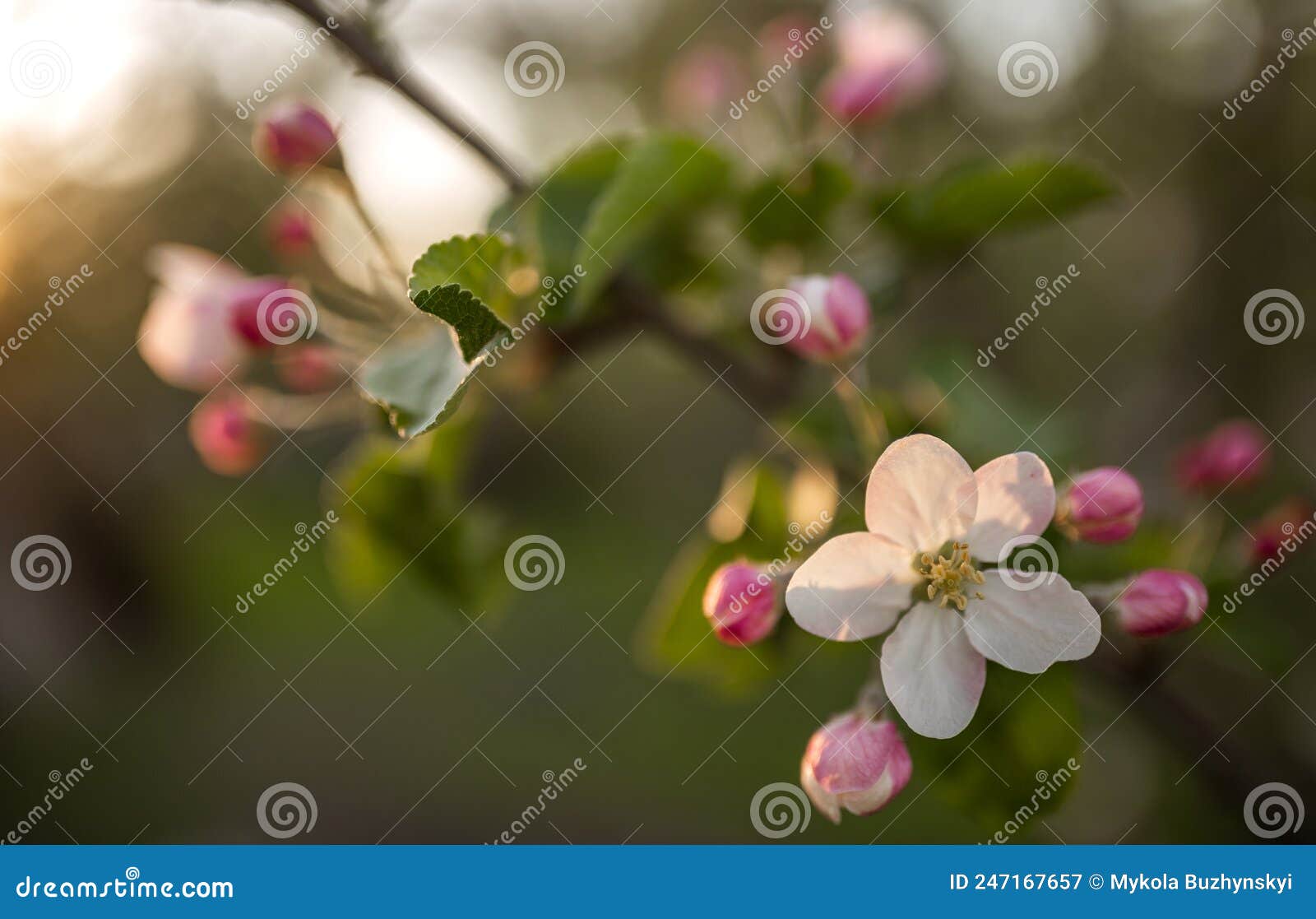 Blooming Apple Tree Flower Pink on Sunset Background Stock Image