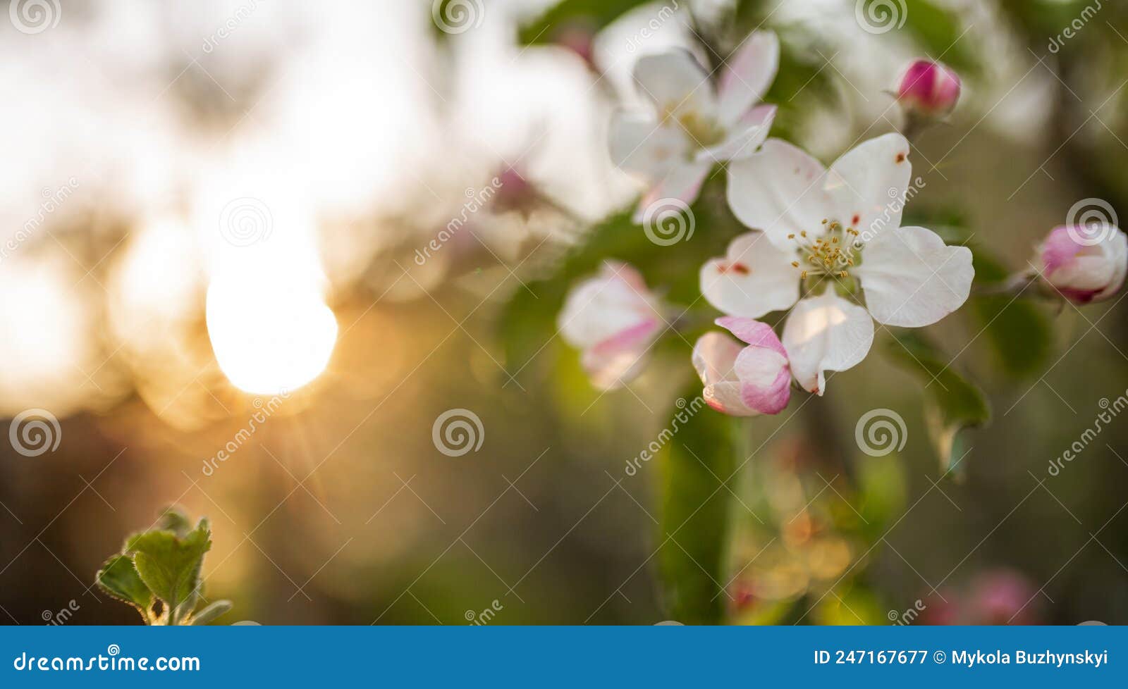 Blooming Apple Tree Flower Pink on Sunset Background Stock Image