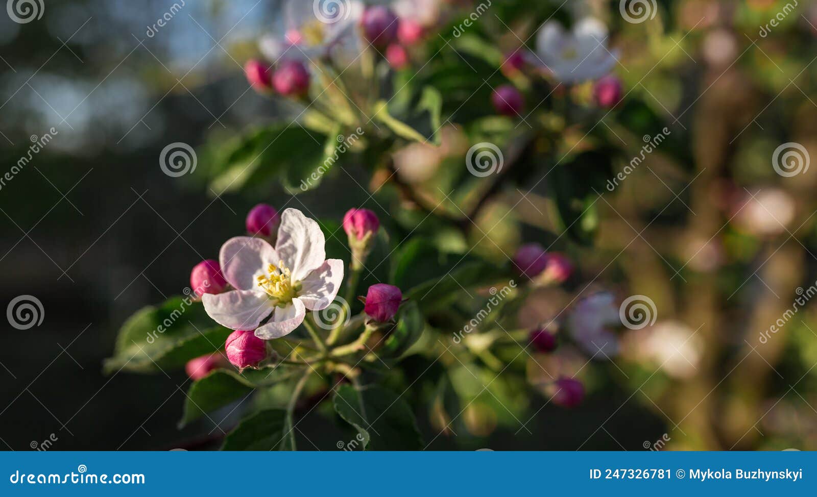Blooming Apple Tree Flower Pink on Sunset Background Stock Image