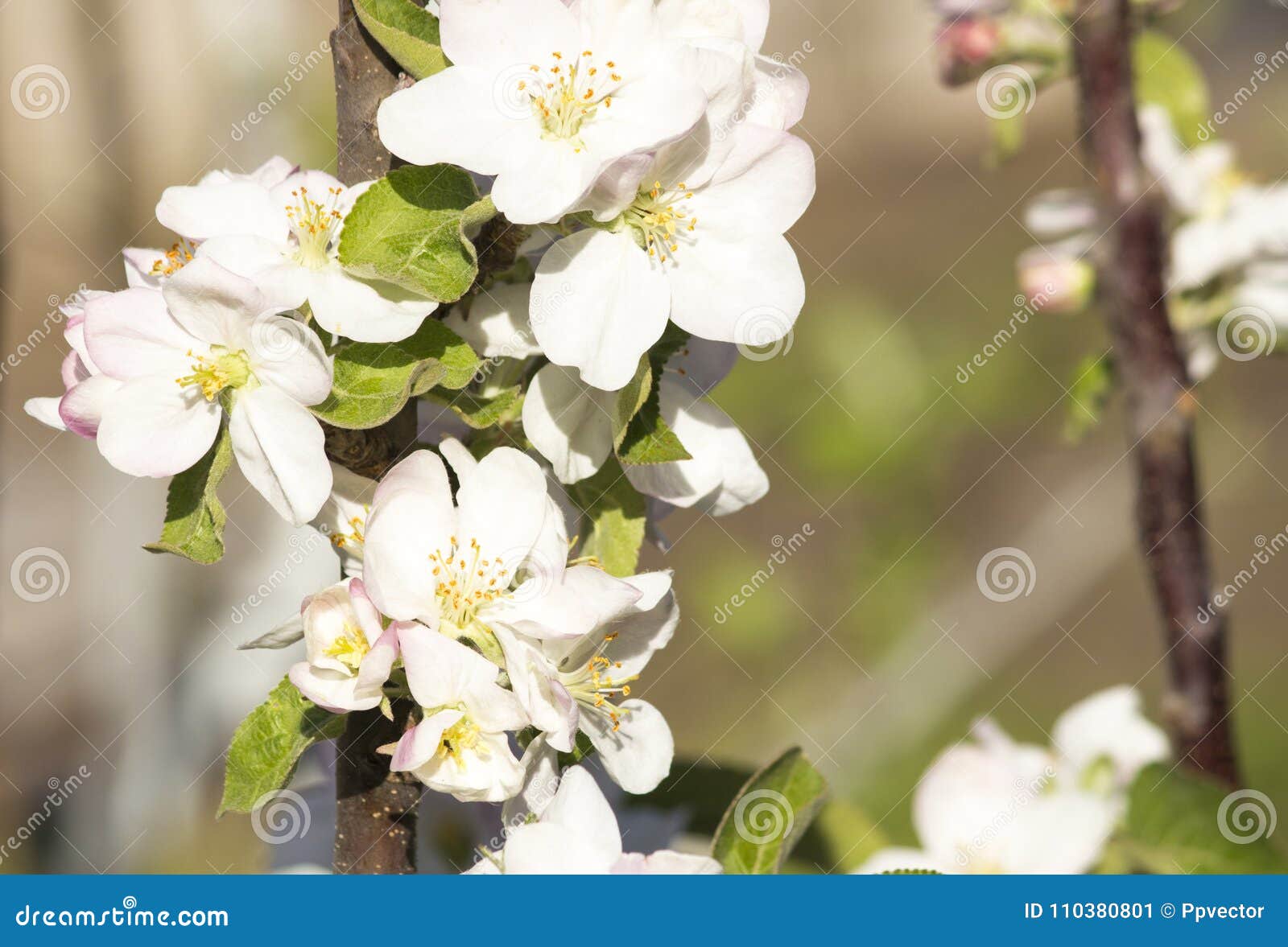Blooming Apple Tree. Spring Flowering Of Trees Stock Image Image of