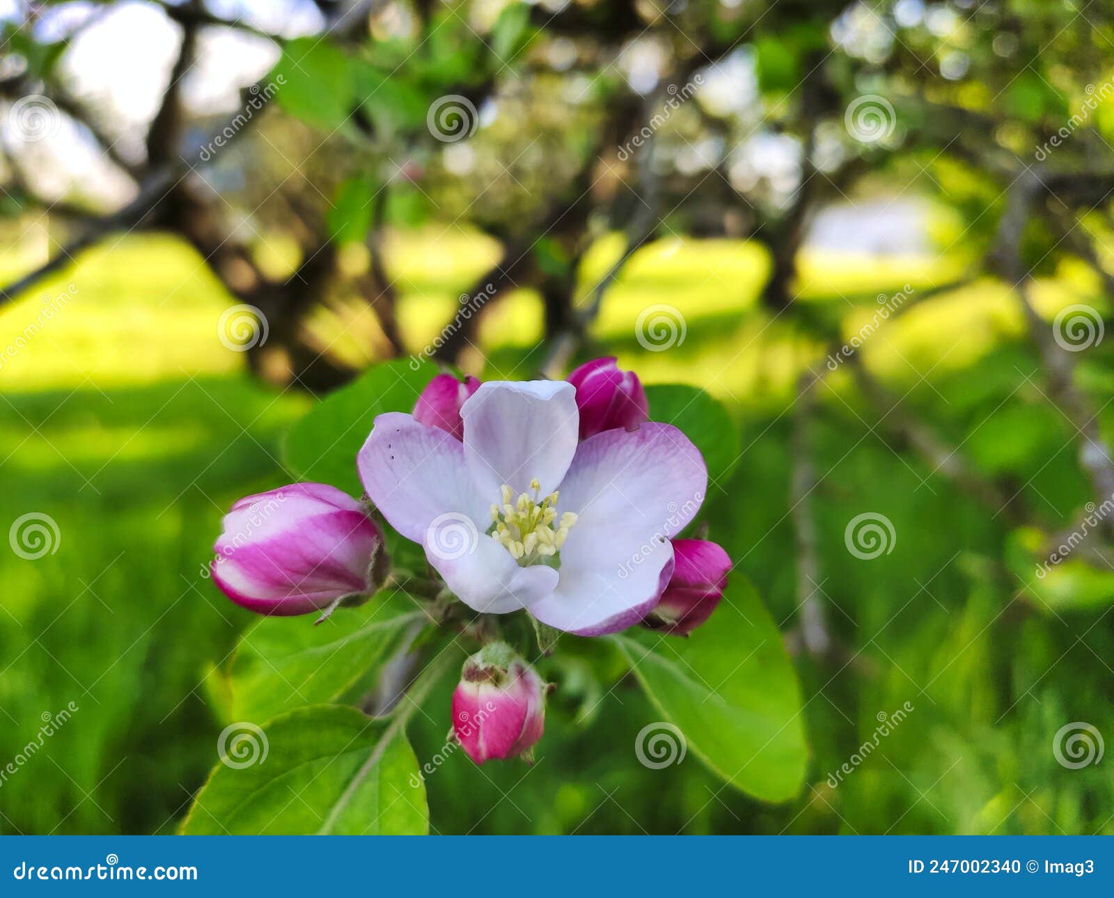 blooming apple tree in spring time near nava vilage, comarca de la sidra, asturias, spain