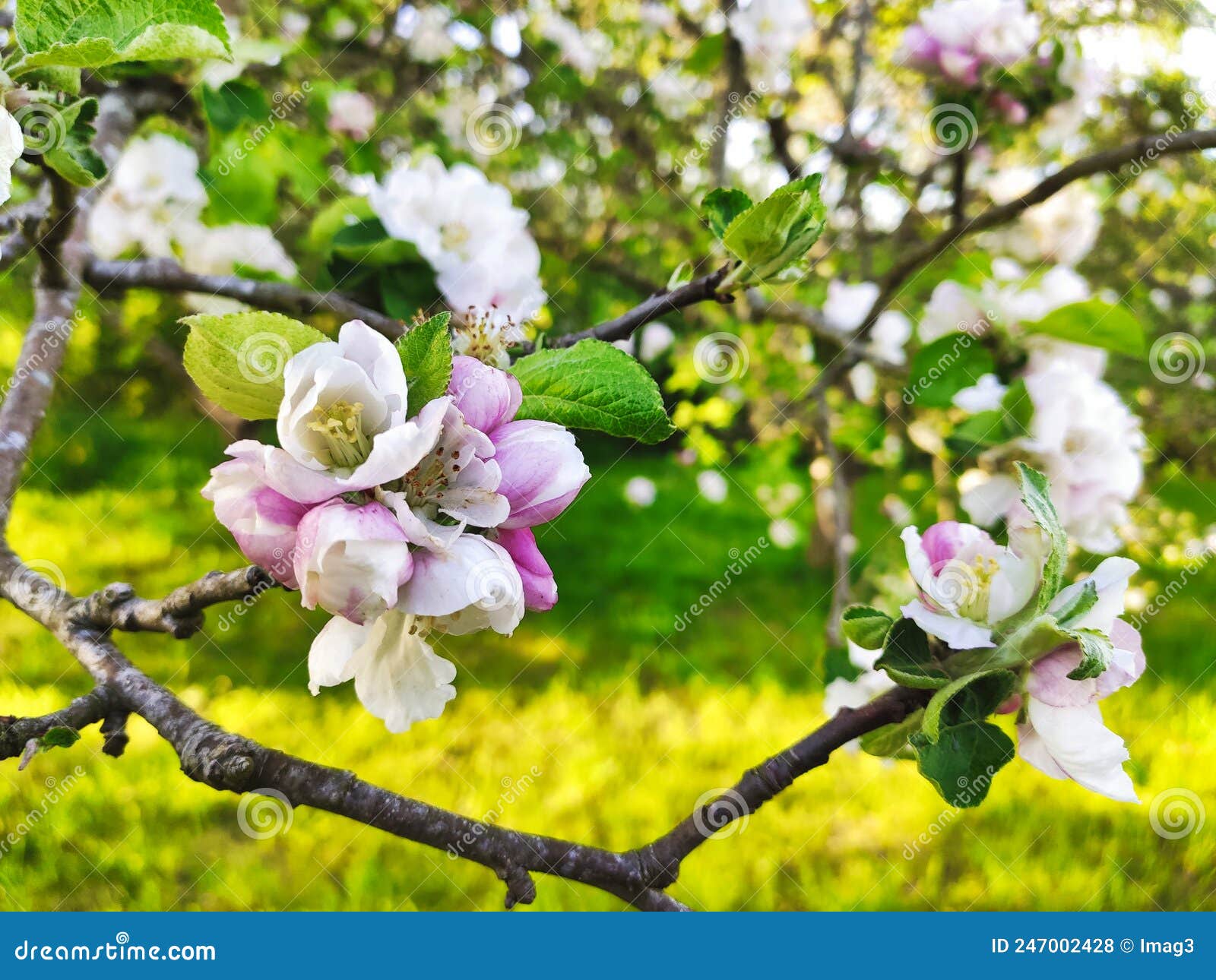 blooming apple tree in spring time near nava vilage, comarca de la sidra, asturias, spain