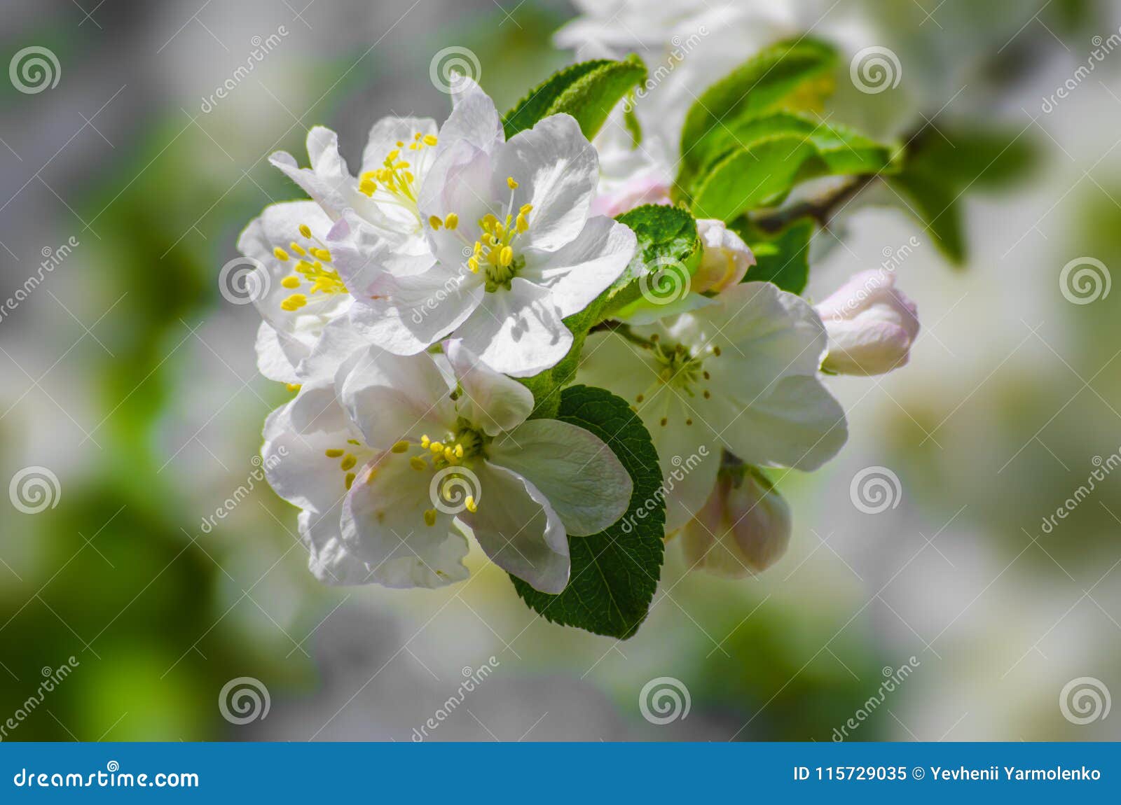 Blooming Apple Tree. Apple Trees Flowers. Stock Image Image of