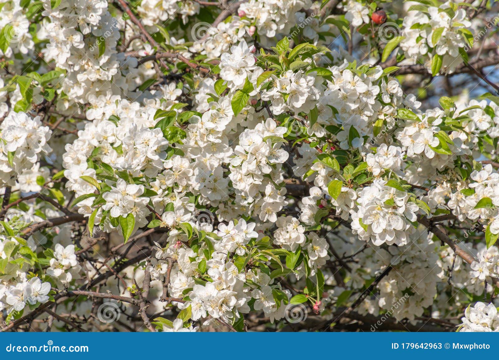 Blooming Apple Tree White Blossoms Close Up Shot for Use As Texture