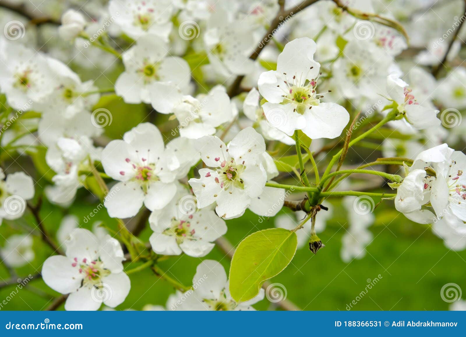 Blooming Apple Tree, White Flowers on Apple Tree. Stock Image Image