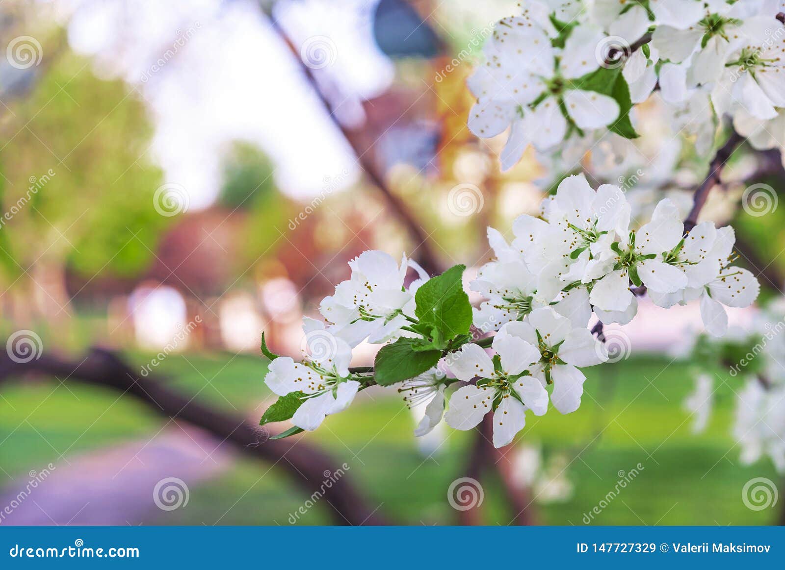 Blooming Apple Tree. White Flowers of an Apple Tree on a Branch Stock