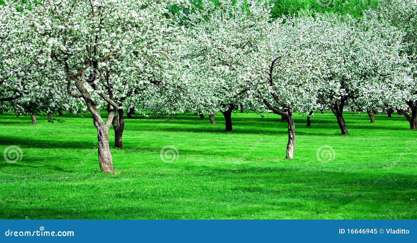 Blooming Apple Trees Garden Stock Image Image of nature, farm 16646945