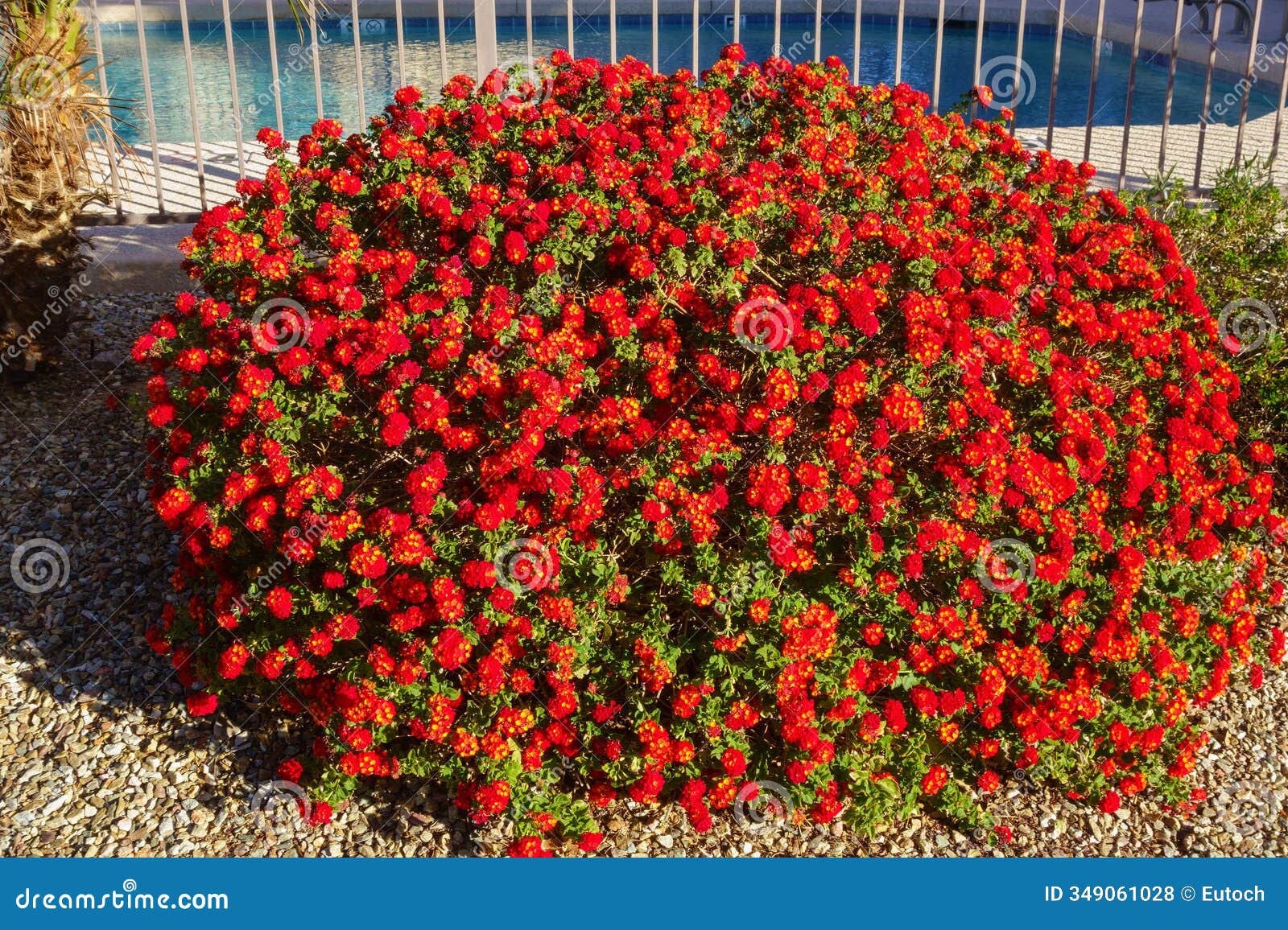bright red lantana camara in autumn