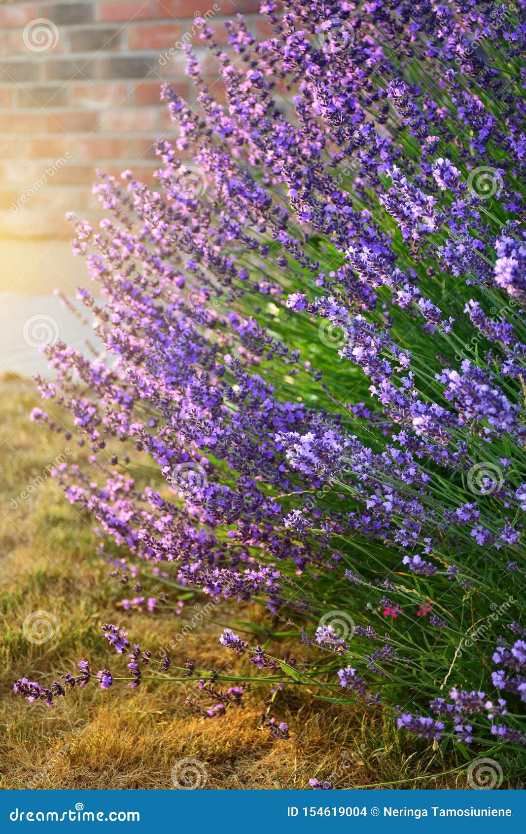 Blooming Aromatic Lavender Plant in Modern Backyard Stock Photo Image