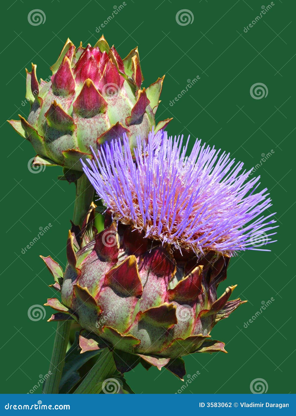 Blooming artichoke flower stock photo. Image of flower 3583062
