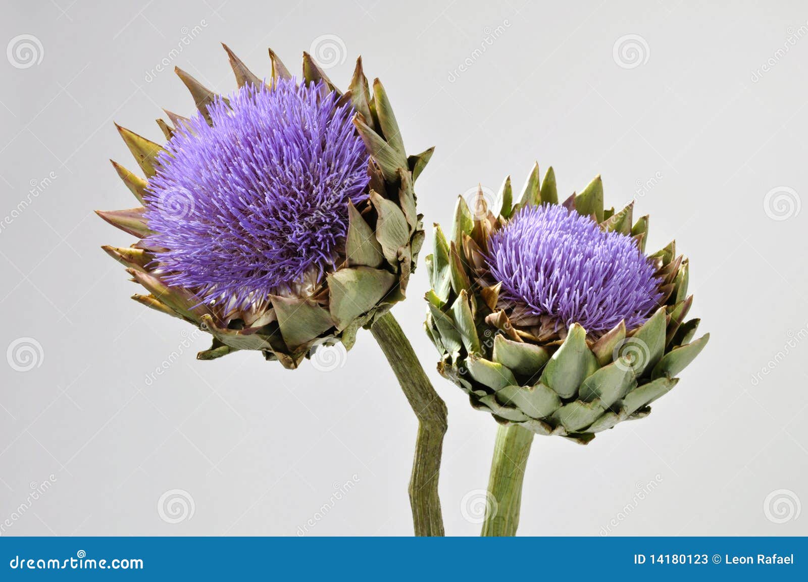 Blooming Artichoke Flowers stock image. Image of purple 14180123