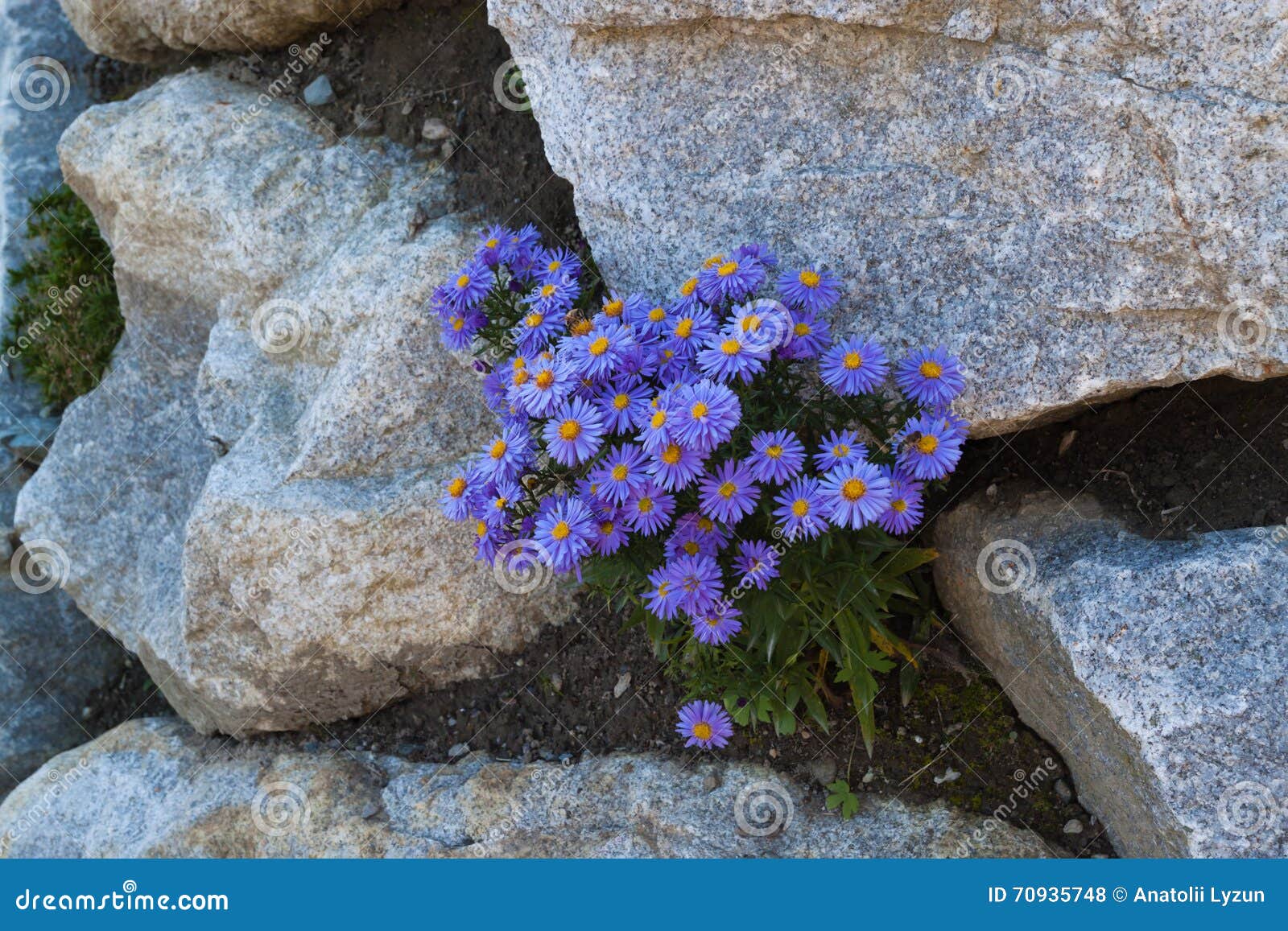 blooming aster alpinus.