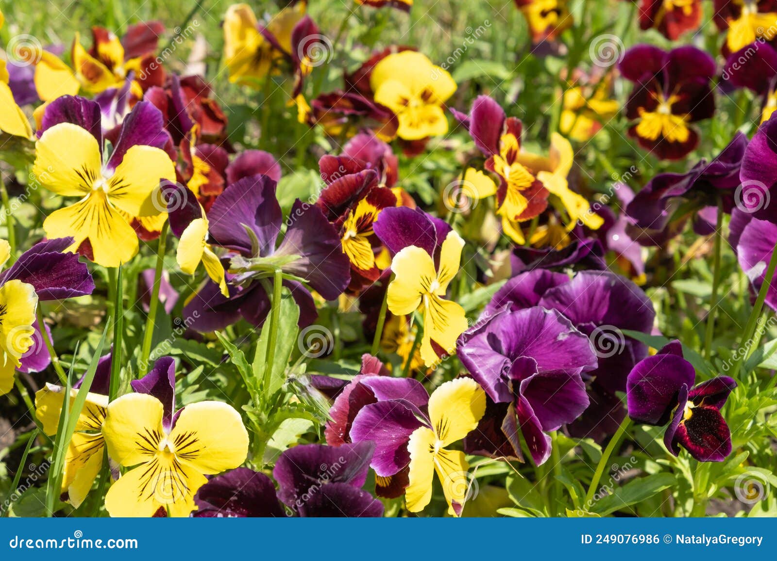 Blooming Beautiful Multicolored Garden Violets are Perennial. Stock