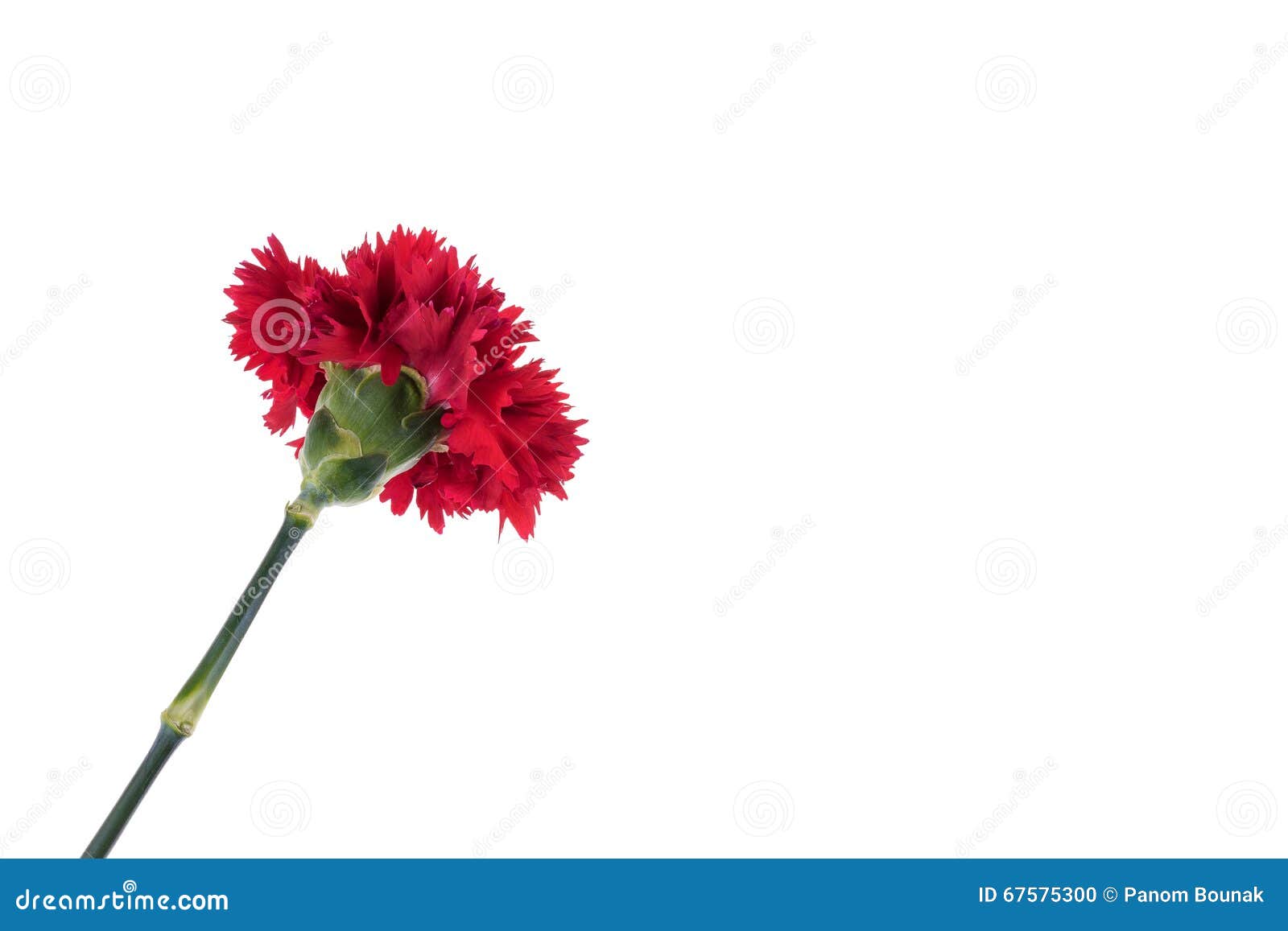 Blooming Beautiful Red Flower Isolated on White Background. Stock Photo