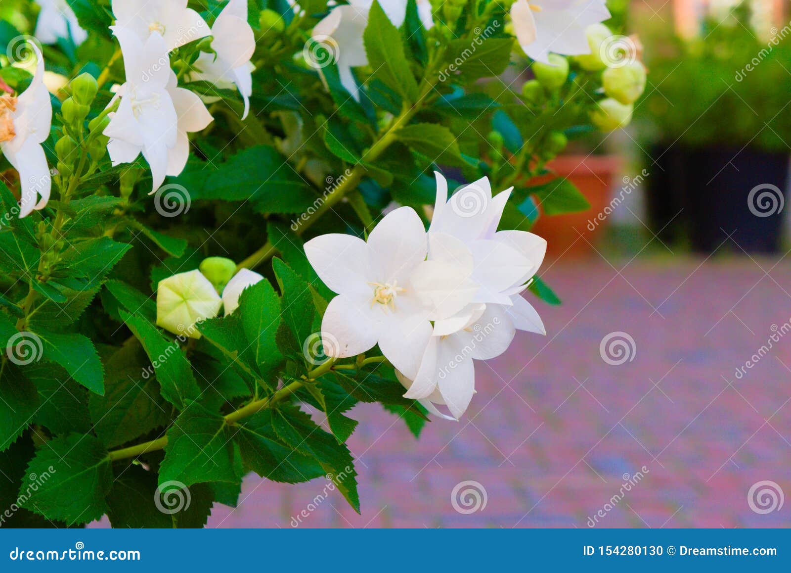 Blooming of Beautiful White Flowers Stock Photo Image of grass