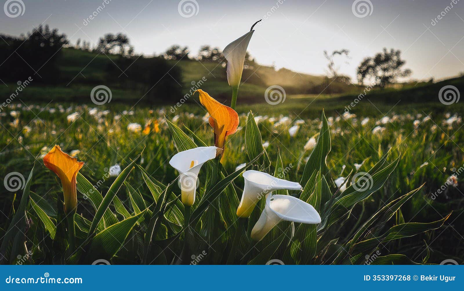 blooming beauty: calla lily in a field of vibrant colors.