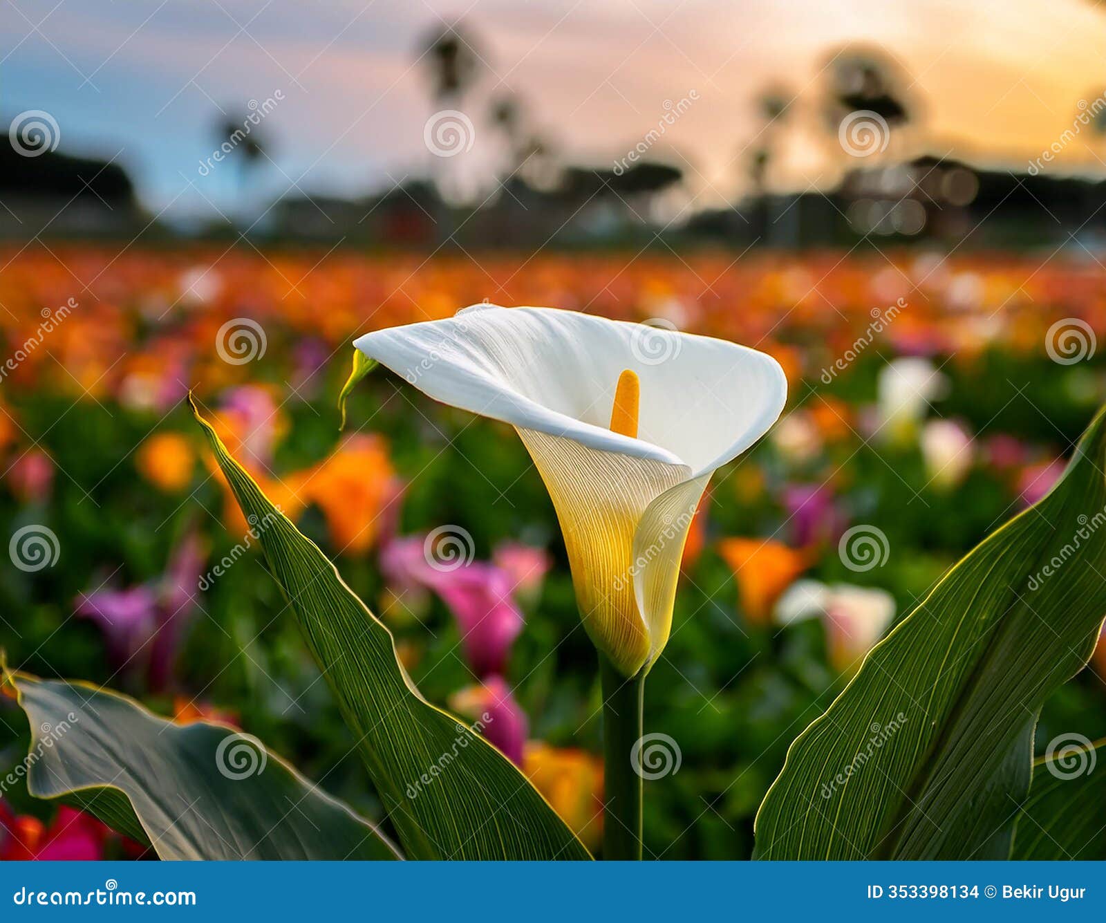 blooming beauty: calla lily in a field of vibrant colors.