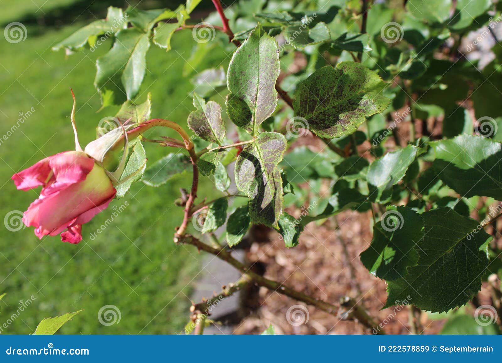 Roses Critters Stock Photos Free & RoyaltyFree Stock Photos from