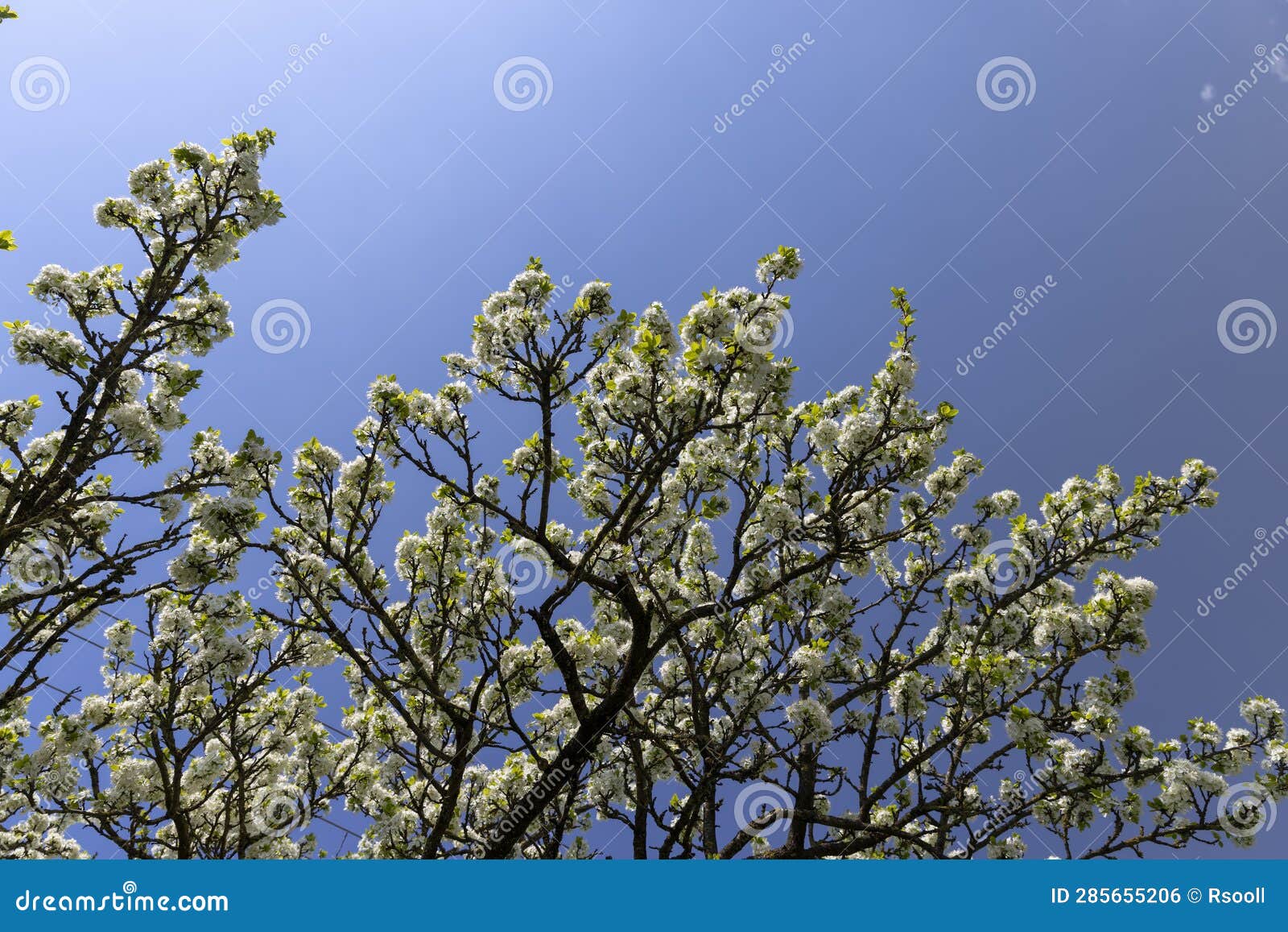 blooming berry cherry in the spring season