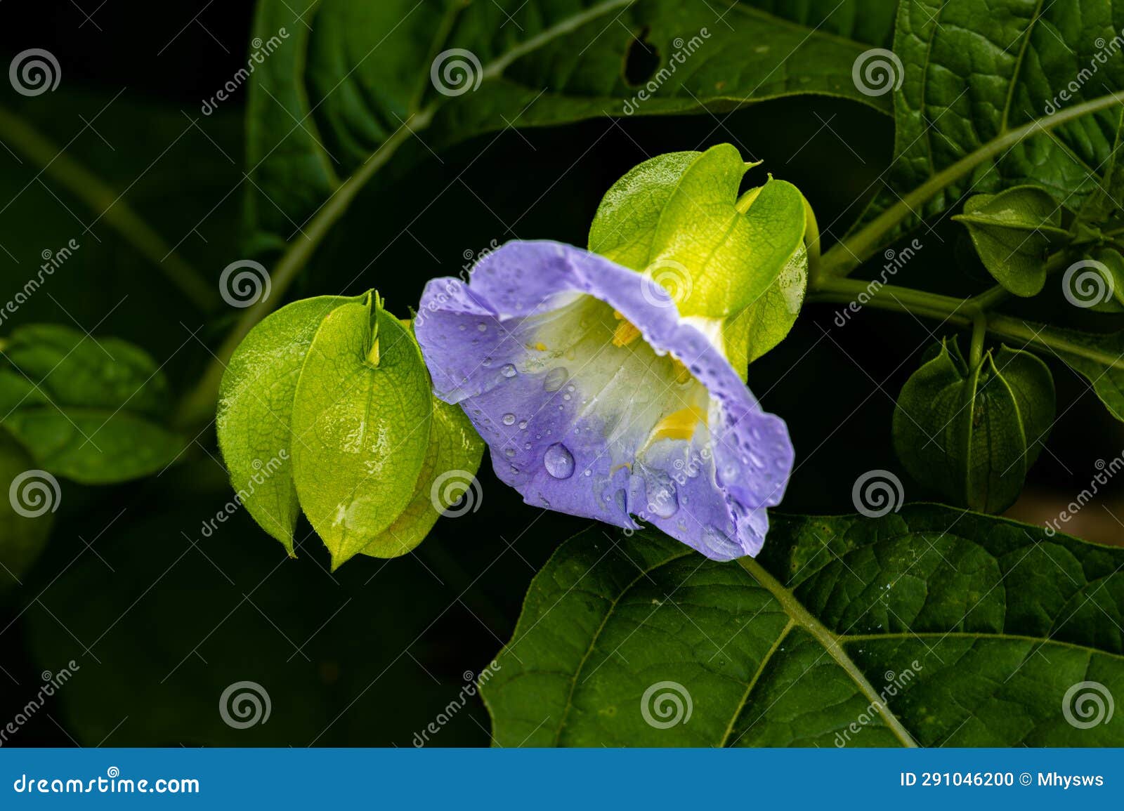 Blooming Big Thousand Flowers Stock Photo Image of rain, nature
