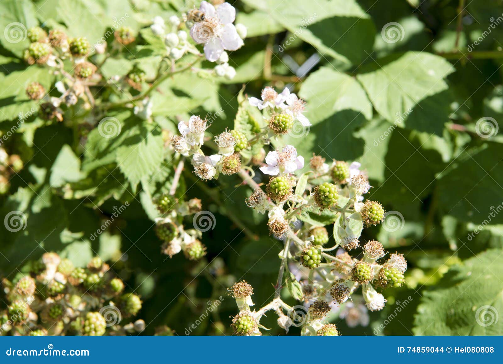 Blooming Blackberries stock photo. Image of fruits, lush 74859044