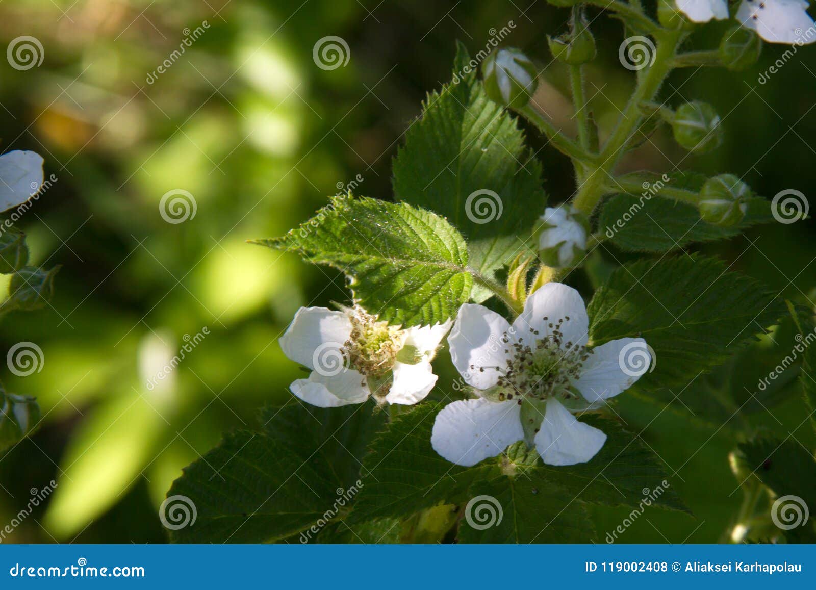 Blooming Blackberry in a Spring Garden Stock Photo Image of bush