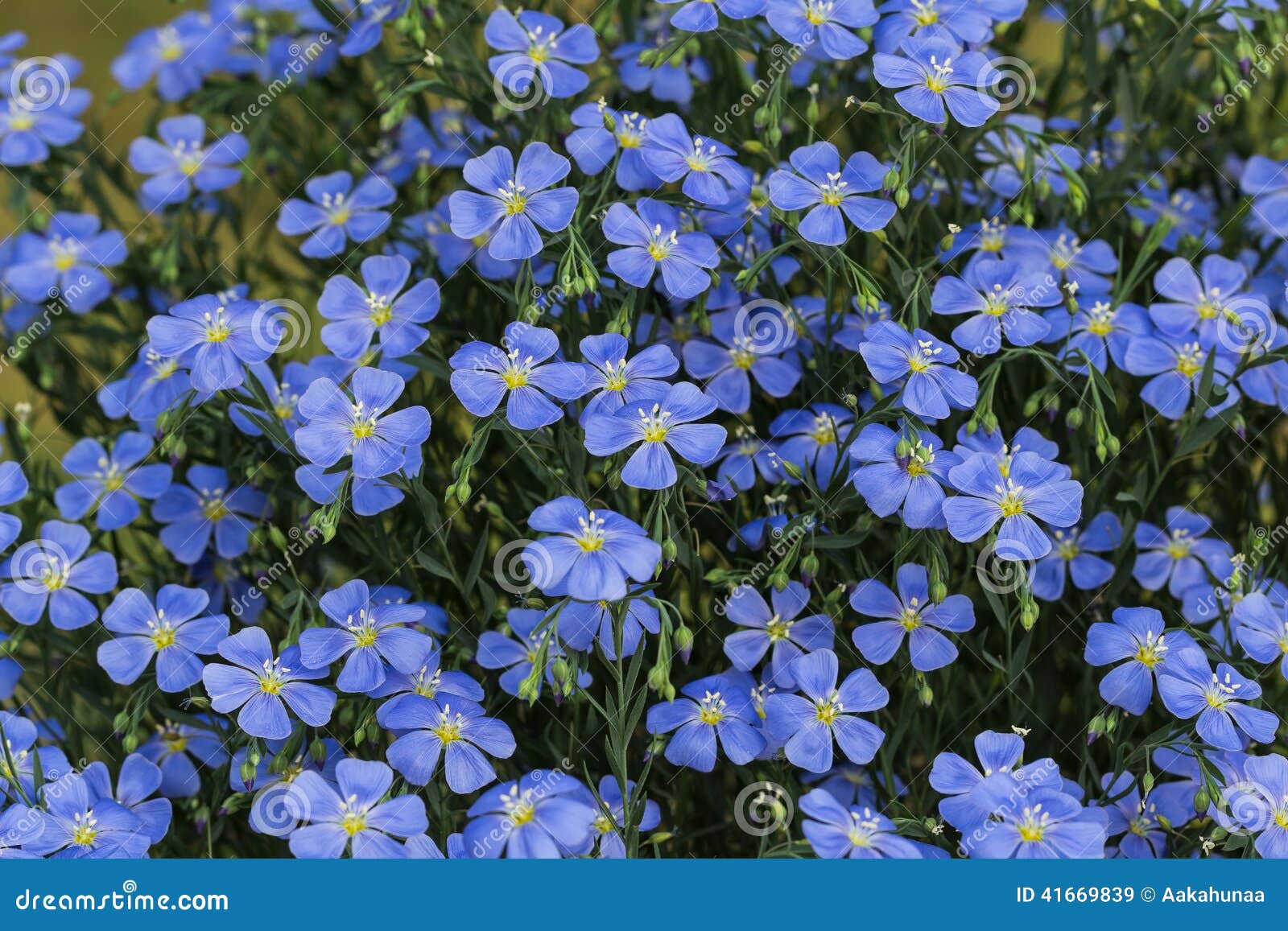 Blooming Blue Cosmos Stock Image Image Of Beautiful Blooming Blue Cosmos Stock Image Image Of Beautiful