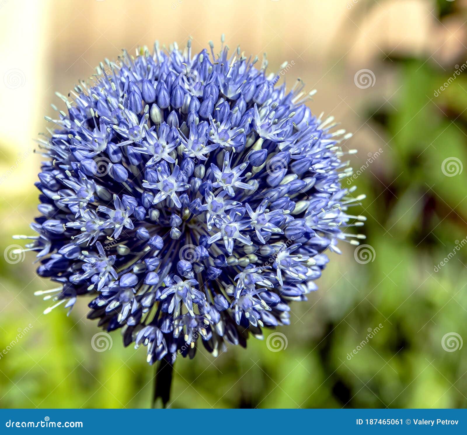 blooming blue decorative onion plant with the latin name allium caeruleum, macro