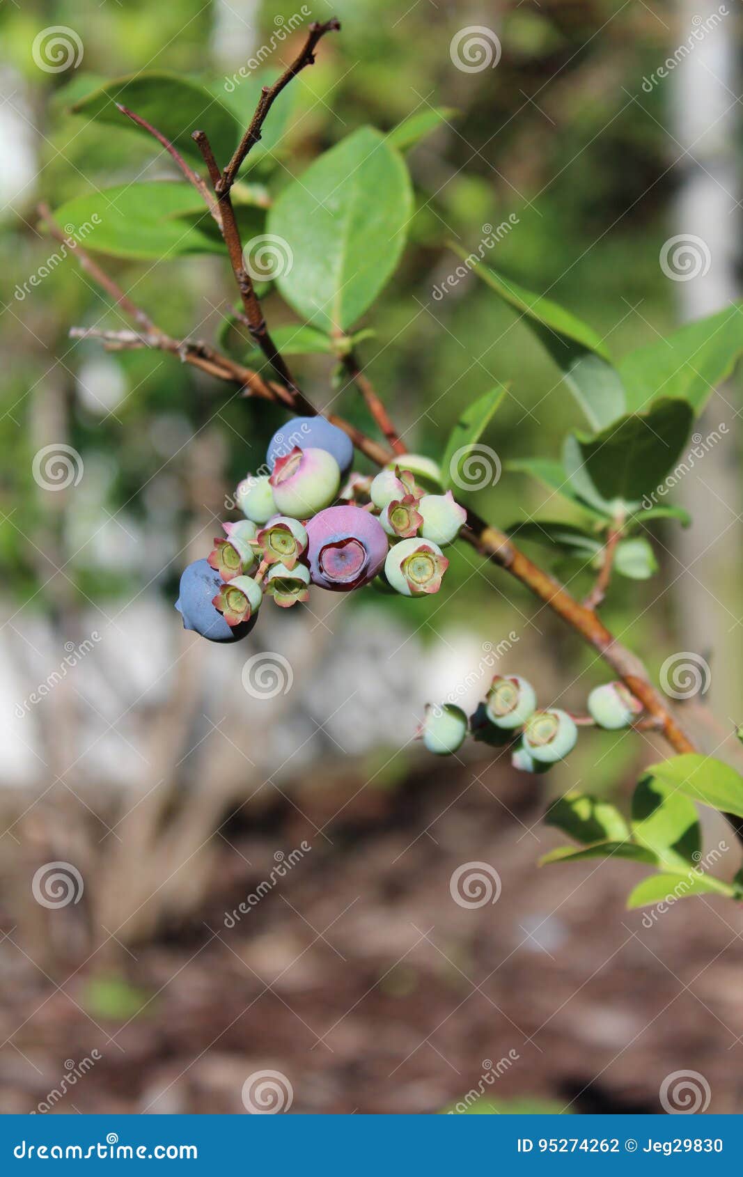Blooming Blueberris stock photo. Image of grow, sweet 95274262