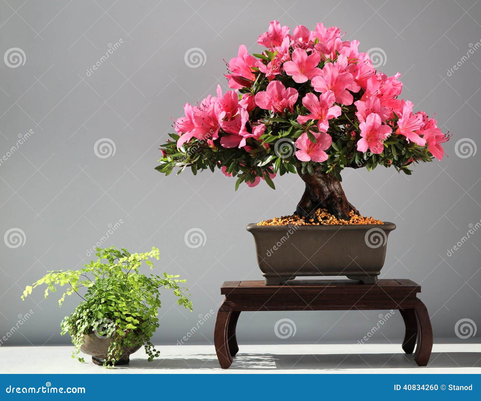 Blooming bonsai azalea stock photo. Image of green, tree 40834260