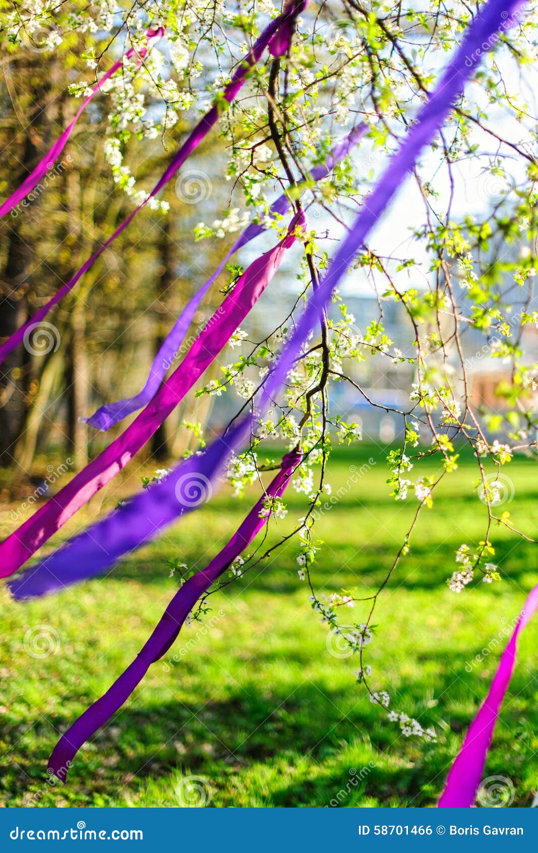 Spring blooming branch decorated with purple ribbons for an event, party or wedding on a sunny and windy day