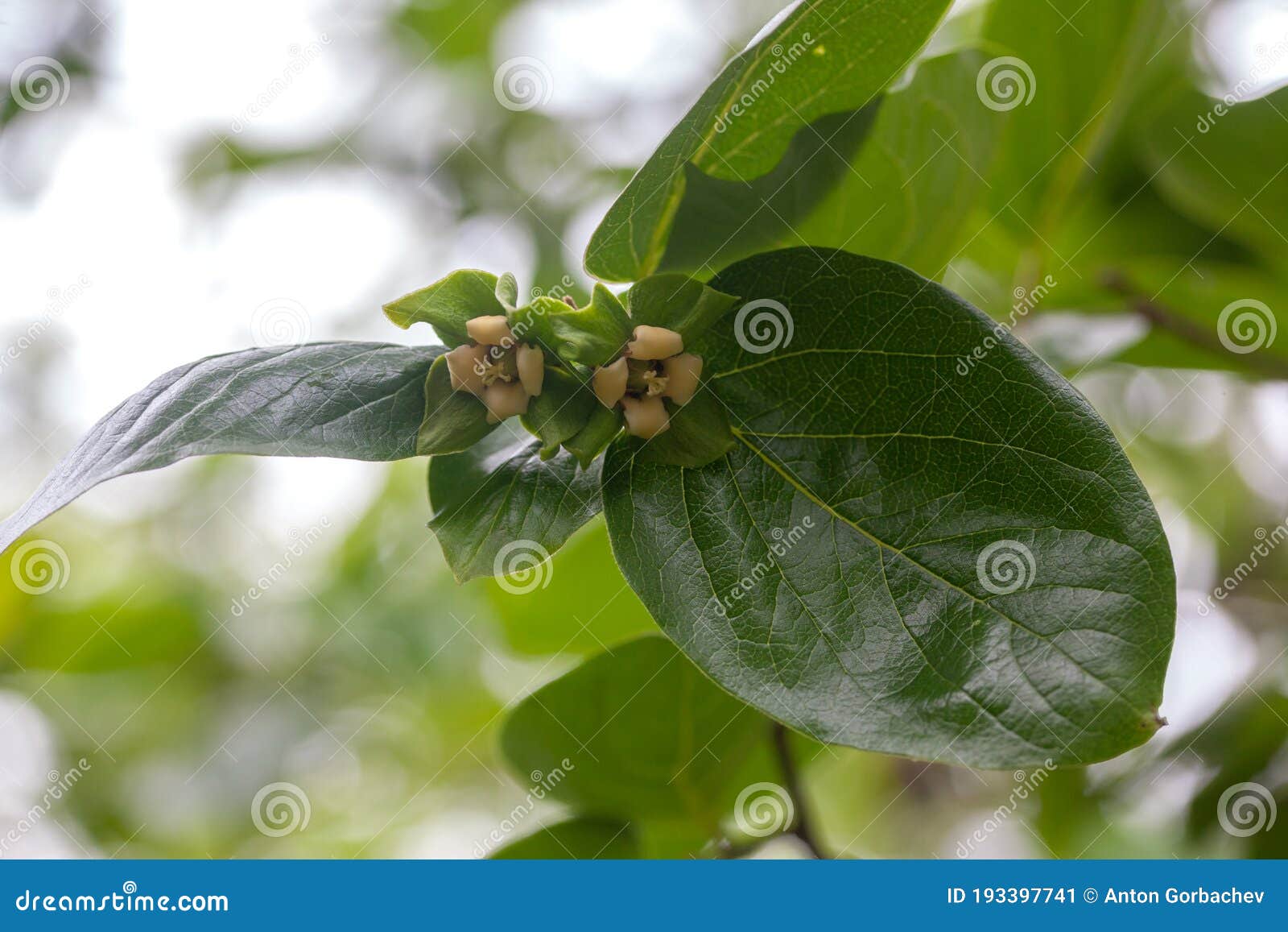 Blooming Branch of Persimmon Stock Image Image of summer, flora