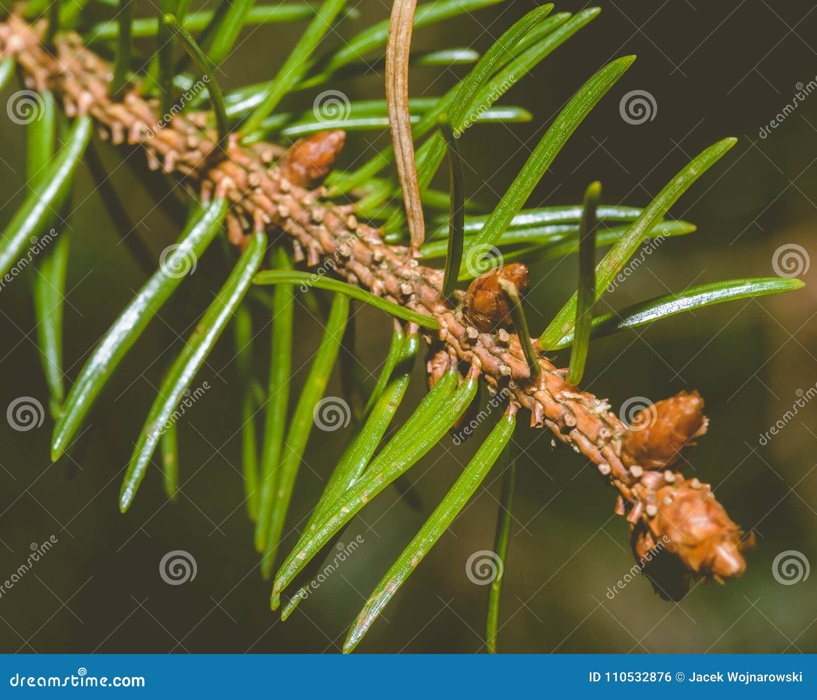 Blooming Branch of Pine Tree C Stock Photo Image of outdoor, plants