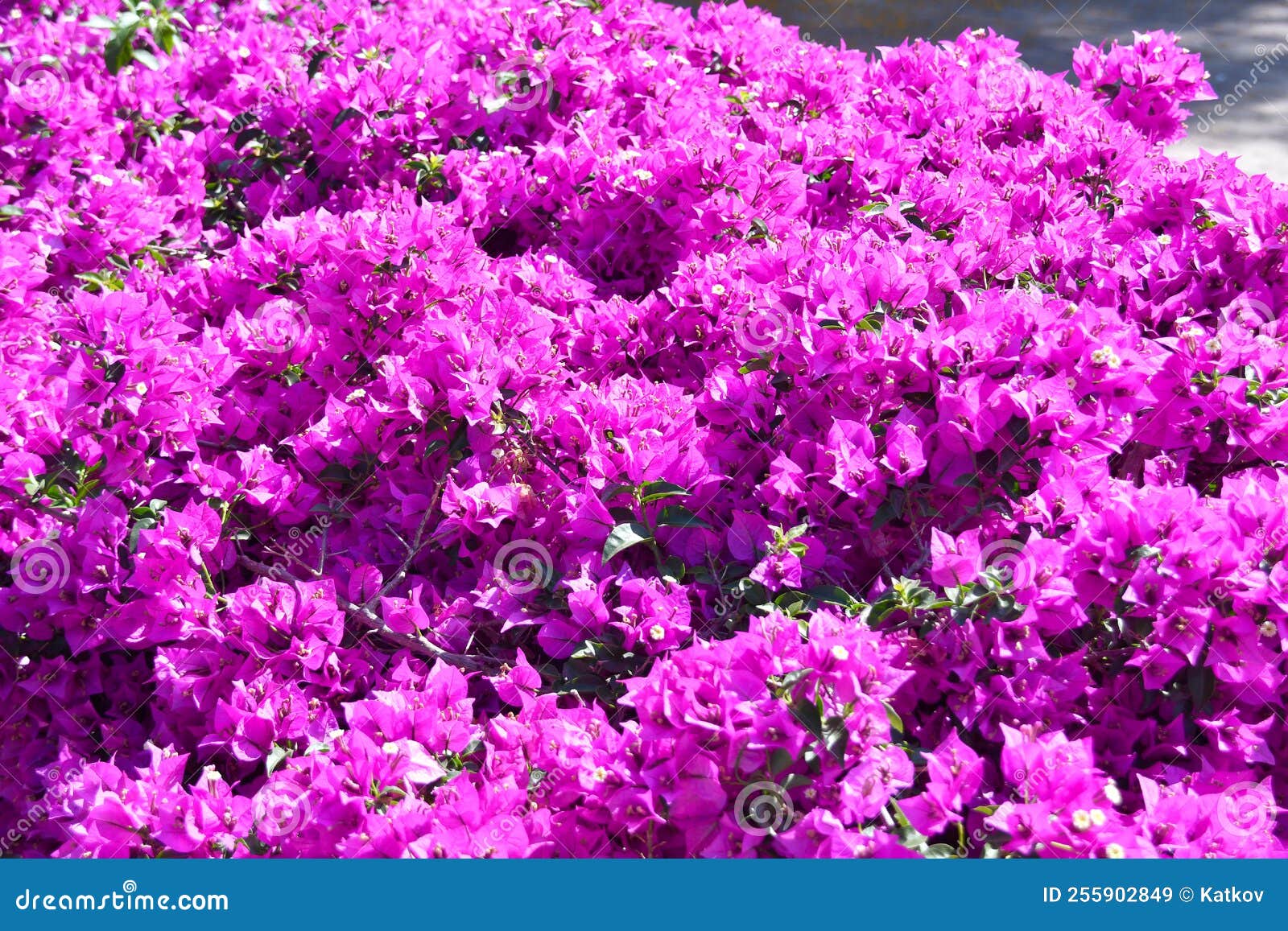 blooming bright pink buganvilla