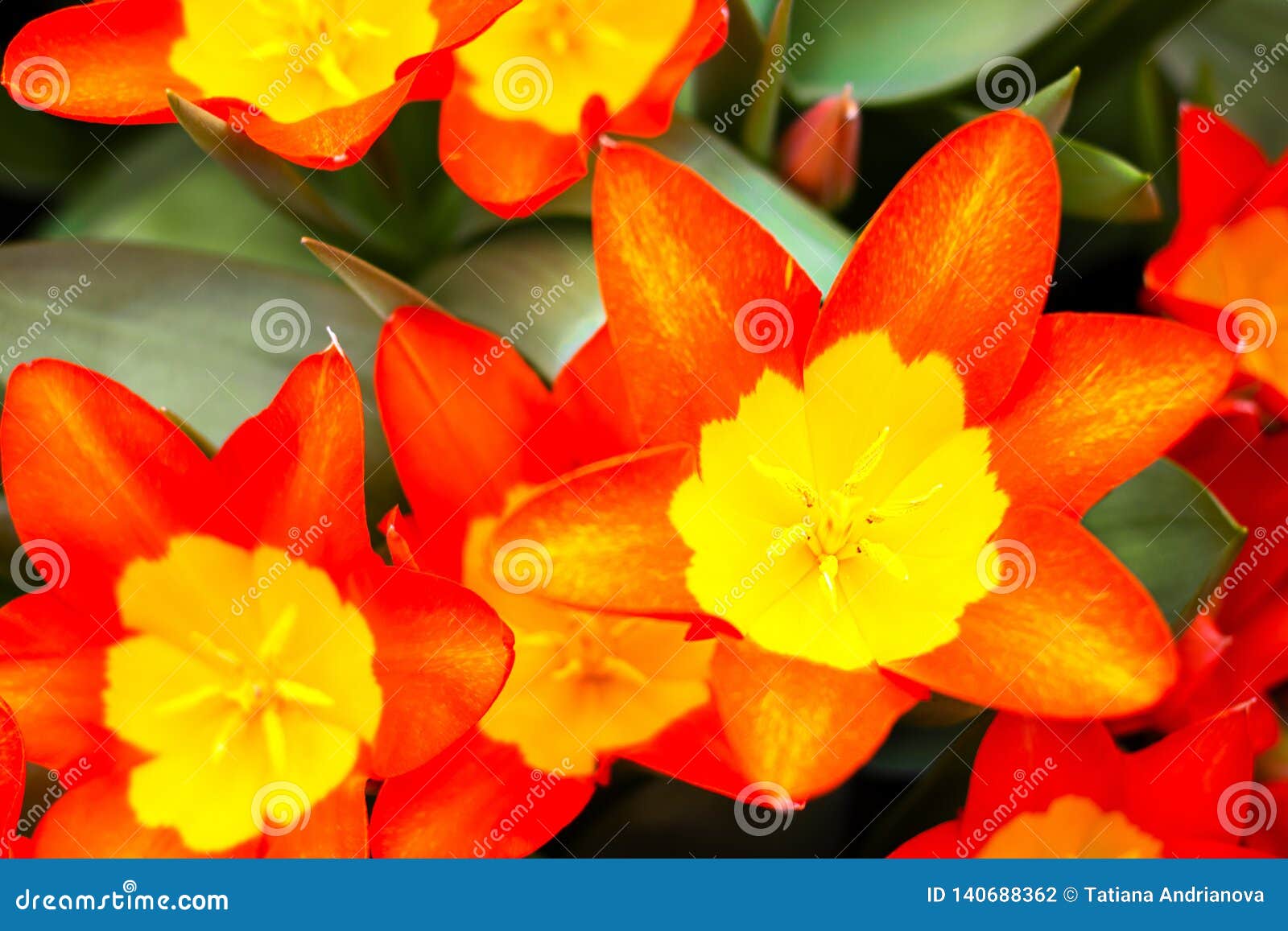 Blooming Tulips Juan Kind With Yellow And Red Petals, Beautiful Spring ...