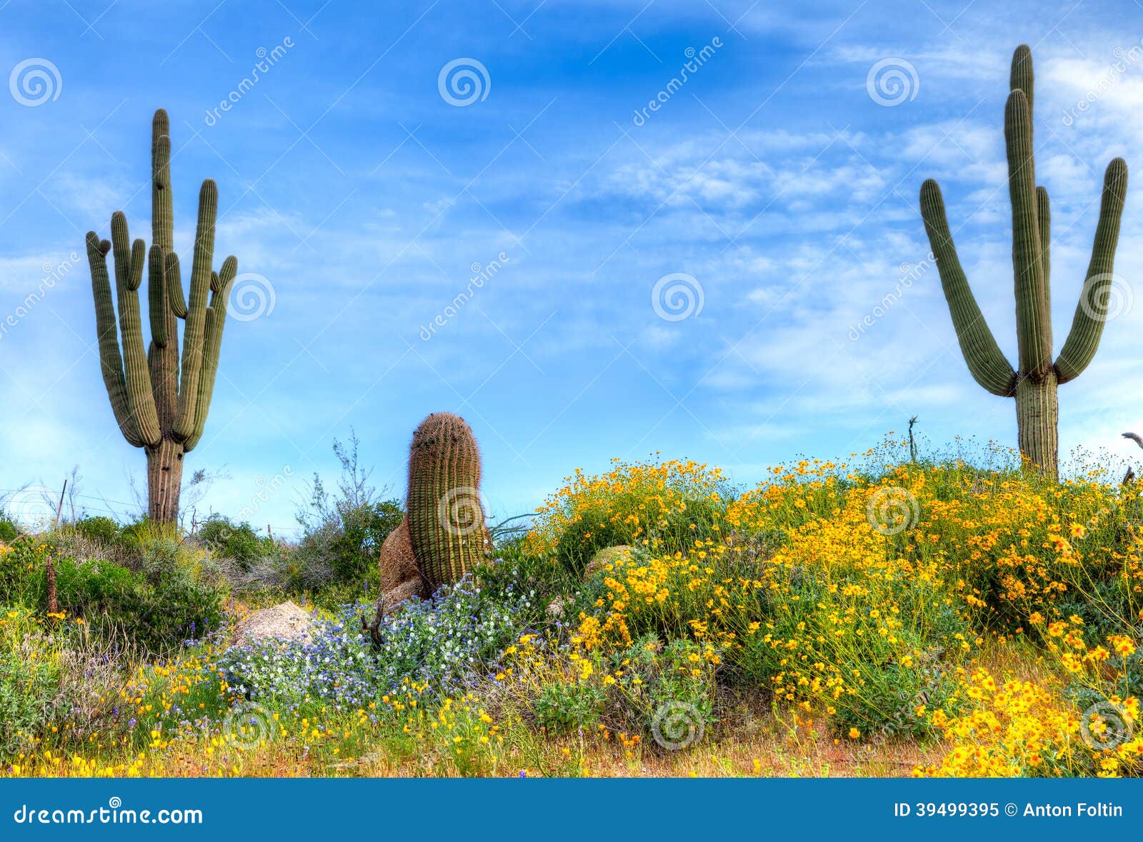 Blooming Brittlebush stock image. Image of pear, sonoran 39499395
