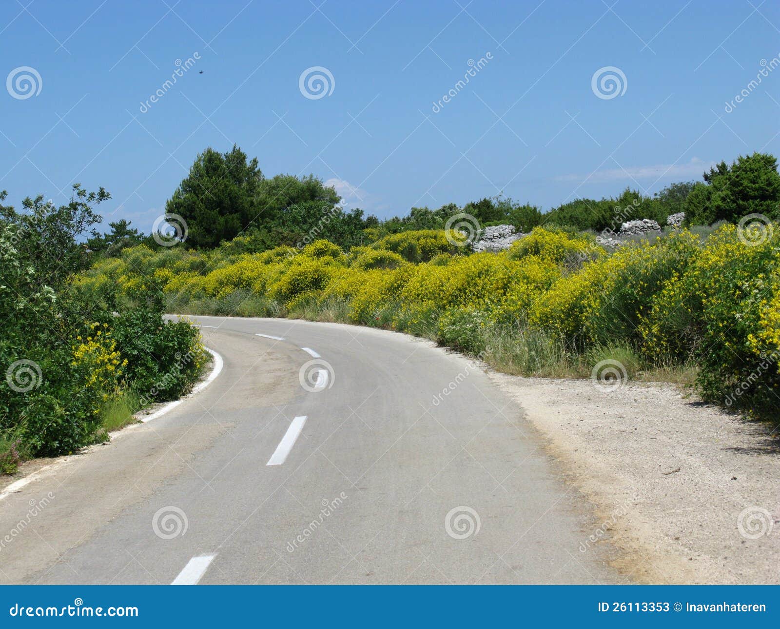 Blooming broom stock image. Image of croatia, blossom 26113353