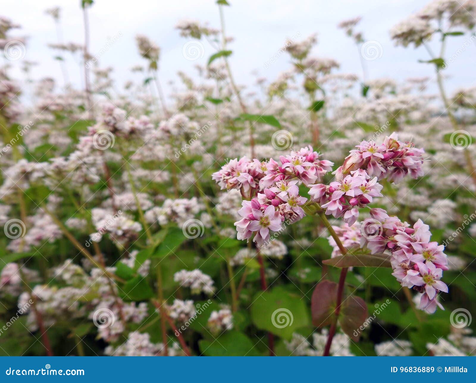 Blooming Buckwheat Field in Summer Stock Image Image of background