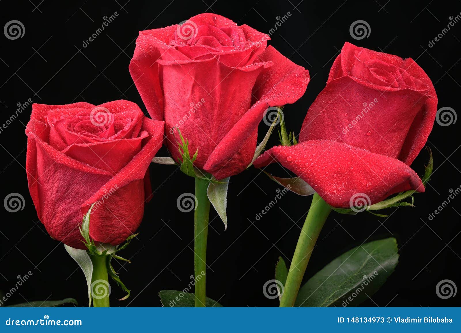 Blooming Bud Of Red Rose Stock Image Image Of Flores 148134973