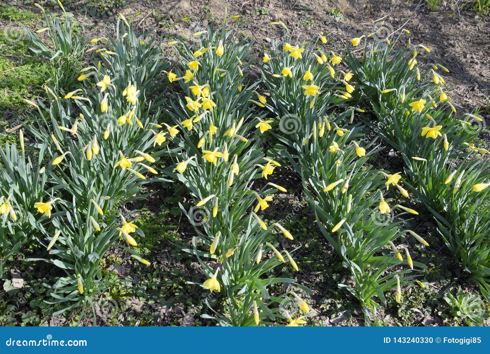 Blooming Buds of Daffodils in Flower Bed Stock Photo Image of grow