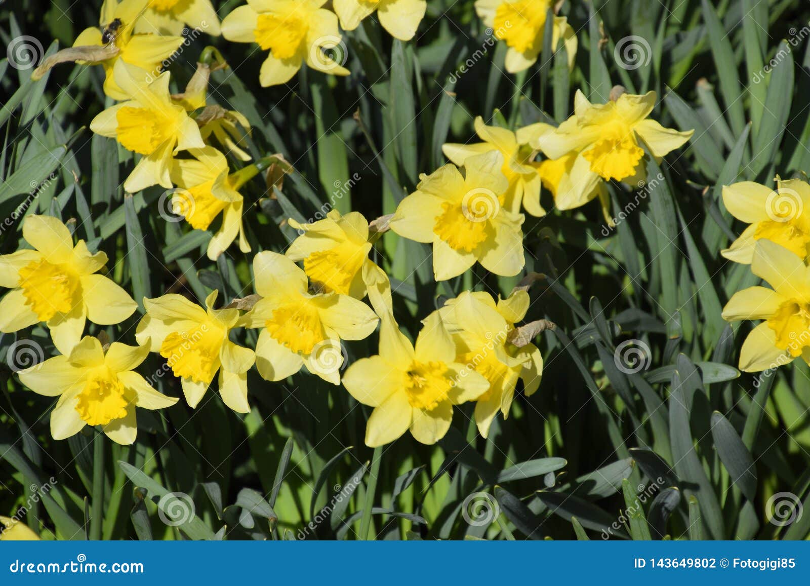 Blooming Buds of Daffodils in Flower Bed Stock Photo Image of leaf